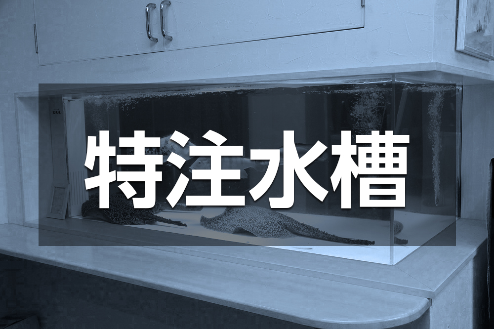 アクアライク|愛知県安城市|水槽販売・買取/大型魚(熱帯魚)販売/淡水エイ