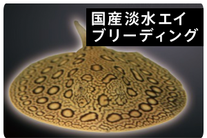 アクアライク|愛知県安城市|水槽販売・買取/大型魚(熱帯魚)販売/淡水エイ