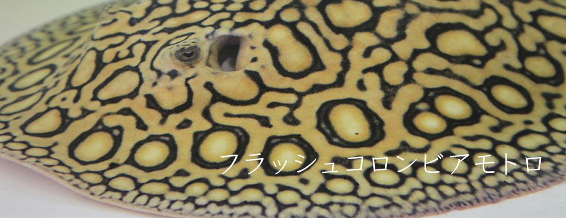 アクアライク|愛知県安城市|水槽販売・買取/大型魚(熱帯魚)販売/淡水エイ