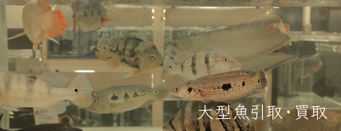 アクアライク|愛知県安城市|水槽販売・買取/大型魚(熱帯魚)販売/淡水エイ