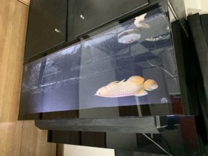 1500水槽設置|アクアライク|愛知県安城市|水槽販売・買取/大型魚(熱帯魚)販売/淡水エイ