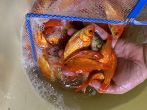 弥富金魚入荷|アクアライク|愛知県安城市|水槽販売・買取/大型魚(熱帯魚)販売/淡水エイ