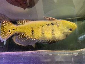 ケルベリー　ブランコ川産入荷！！|アクアライク|愛知県安城市|水槽販売・買取/大型魚(熱帯魚)販売/淡水エイ