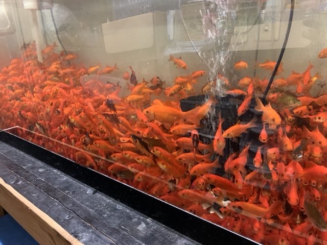 アクアライク|愛知県安城市|水槽販売・買取/大型魚(熱帯魚)販売/淡水エイ