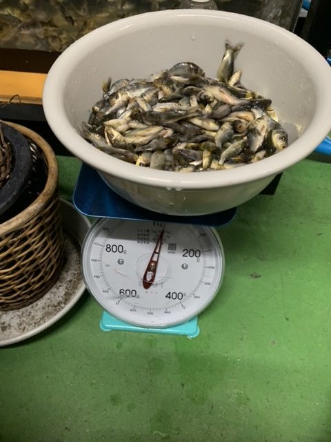 アクアライク|愛知県安城市|水槽販売・買取/大型魚(熱帯魚)販売/淡水エイ