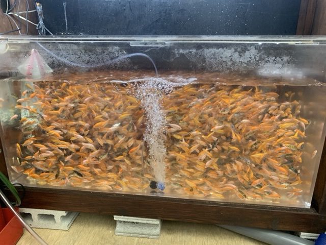 アクアライク|愛知県安城市|水槽販売・買取/大型魚(熱帯魚)販売/淡水エイ