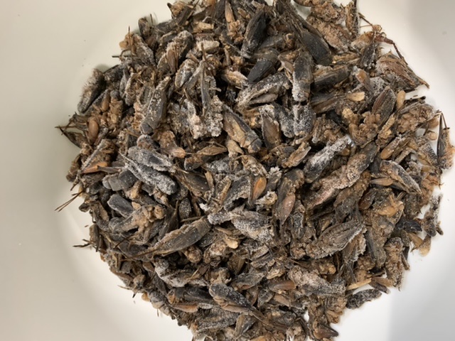 アクアライク|愛知県安城市|水槽販売・買取/大型魚(熱帯魚)販売/淡水エイ