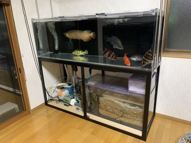 180水槽設置！！|アクアライク|愛知県安城市|水槽販売・買取/大型魚(熱帯魚)販売/淡水エイ