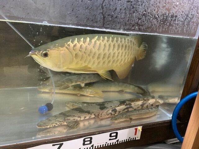 色々入荷！！|アクアライク|愛知県安城市|水槽販売・買取/大型魚(熱帯魚)販売/淡水エイ