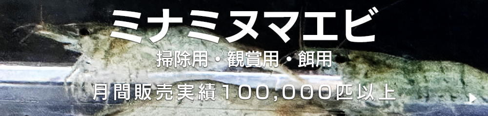 アクアライク|愛知県安城市|水槽販売・買取/大型魚(熱帯魚)販売/淡水エイ