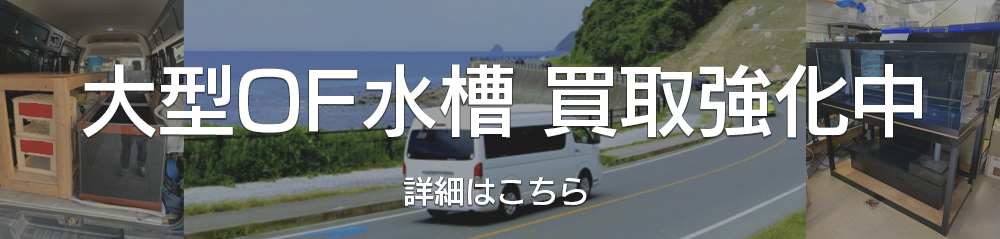 アクアライク|愛知県安城市|水槽販売・買取/大型魚(熱帯魚)販売/淡水エイ
