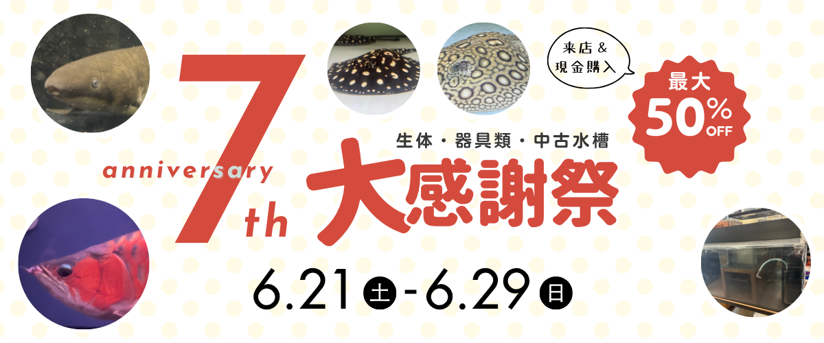 アクアライク|愛知県安城市|水槽販売・買取/大型魚(熱帯魚)販売/淡水エイ