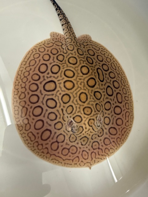 アクアライク|愛知県安城市|水槽販売・買取/大型魚(熱帯魚)販売/淡水エイ