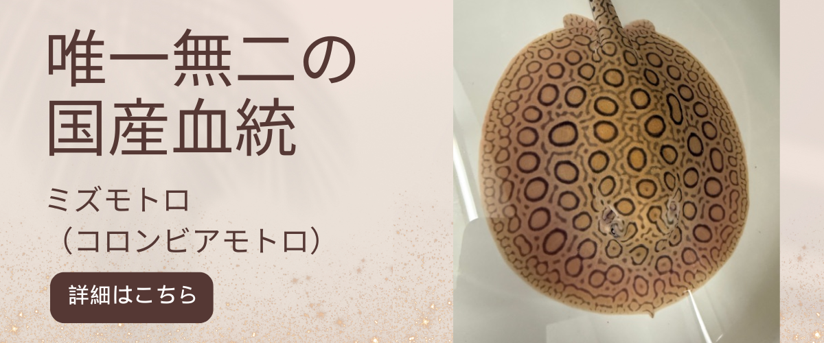 アクアライク|愛知県安城市|水槽販売・買取/大型魚(熱帯魚)販売/淡水エイ