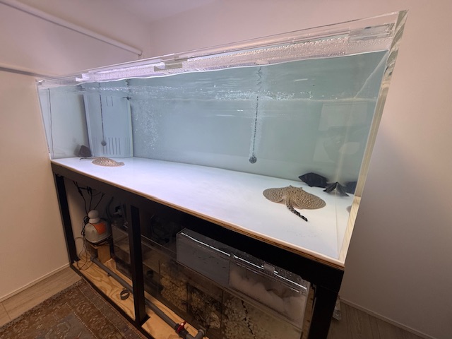新品水槽設置　soushu_aquaさん　|アクアライク|愛知県安城市|水槽販売・買取/大型魚(熱帯魚)販売/淡水エイ