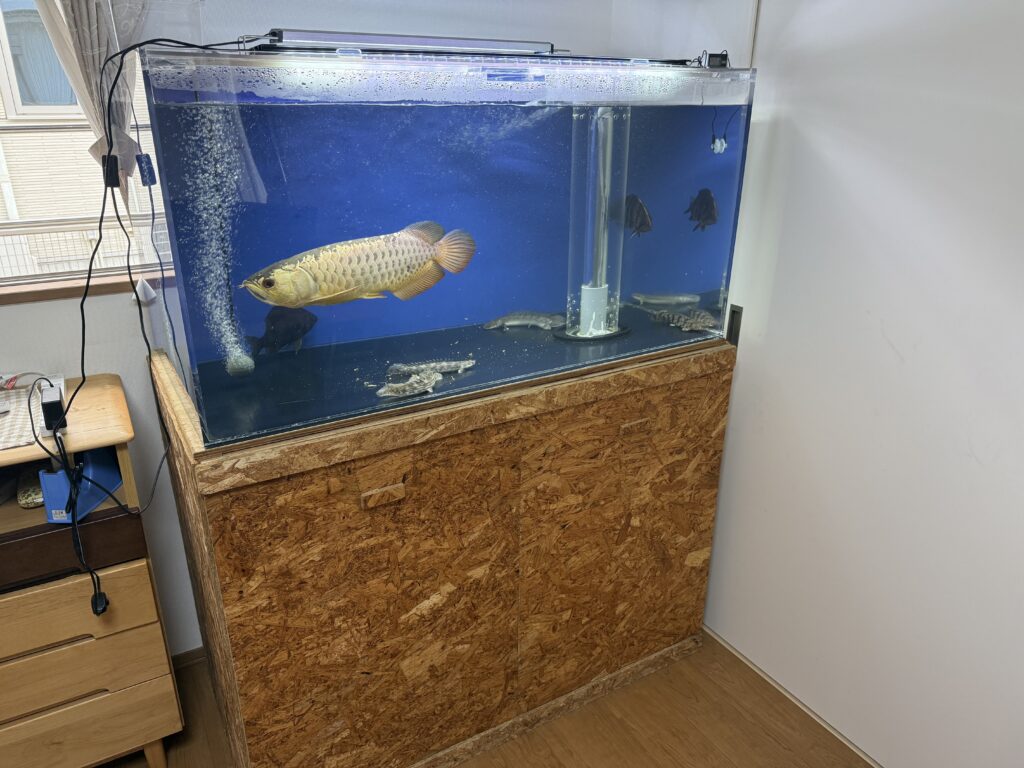 中古水槽設置　安城市　Mさん　|アクアライク|愛知県安城市|水槽販売・買取/大型魚(熱帯魚)販売/淡水エイ
