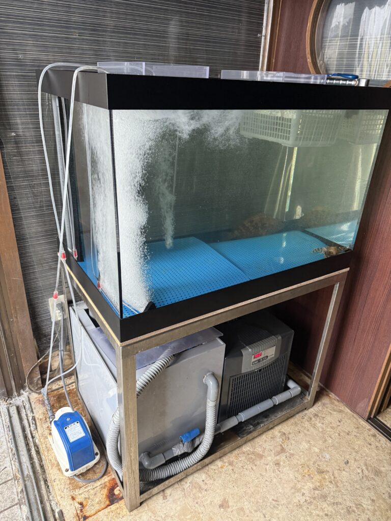 新品水槽設置　刈谷市　とと大郎さん　|アクアライク|愛知県安城市|水槽販売・買取/大型魚(熱帯魚)販売/淡水エイ