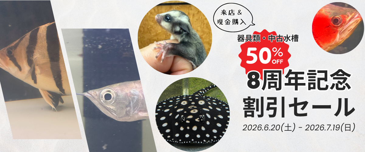 アクアライク|愛知県安城市|水槽販売・買取/大型魚(熱帯魚)販売/淡水エイ