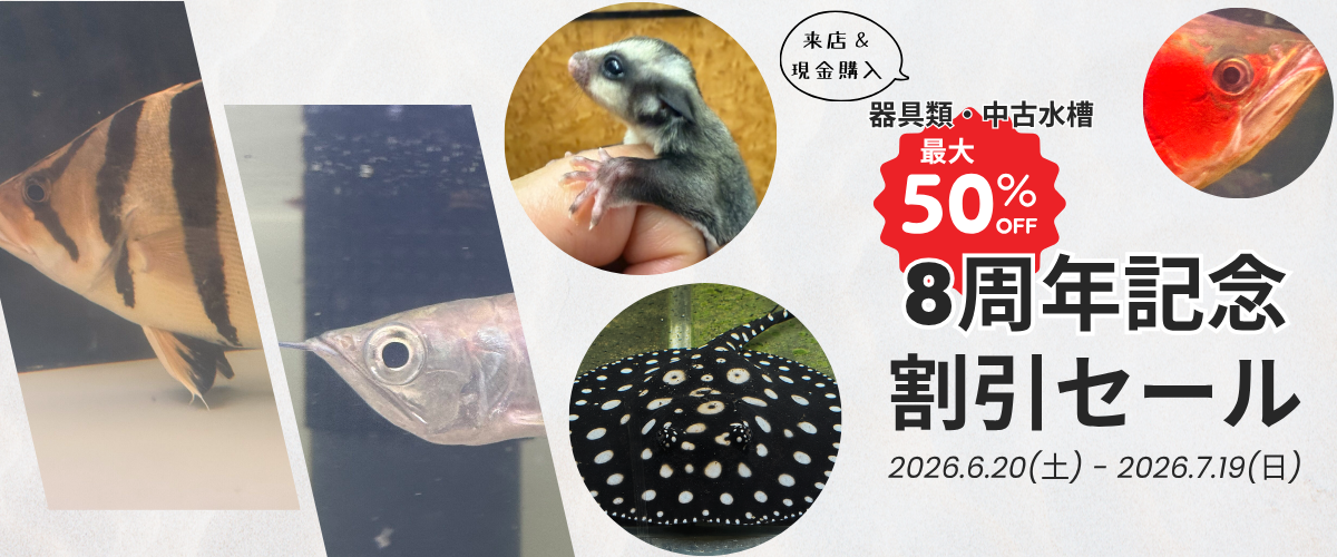 アクアライク|愛知県安城市|水槽販売・買取/大型魚(熱帯魚)販売/淡水エイ